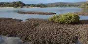 Des chercheurs sauvent les récifs d'huîtres australiennes grâce à une découverte majeure