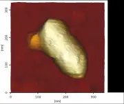 Des virus voyagent cachés dans d'autres virus, une découverte virale majeure