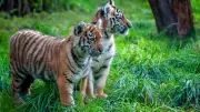 Deux bébés tigres du Bengale meurent d'une infection virale au zoo de Bandung