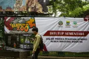 Deux tigres du Bengale meurent au zoo de Bandung, la gestion de l'établissement en question