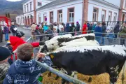 En Alsace, un village inscrit cinq vaches à l'école pour sauver une classe menacée