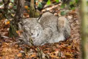 En Alsace, une femme jugée pour avoir tué un lynx protégé attaquant ses poules