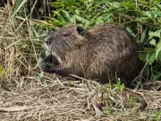 Espèces invasives : un nouvel outil pour mesurer leur impact systémique sur les écosystèmes