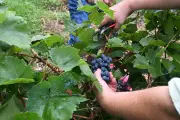 France Travail lance la Semaine viticole pour promouvoir les métiers de la vigne