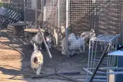 Fréjus : un élevage canin soupçonné de maltraitance et de trafic sur Leboncoin