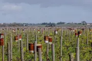 Gel printanier redouté dans le vignoble bordelais : bougies et éoliennes en alerte