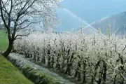 Gel tardif : une menace pour tous les arbres, des vergers aux forêts et villes