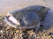 Gironde : Interdiction de remise à l'eau du silure vivant pour protéger les migrateurs