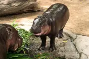 Intrusion dans l'enclos de Moo Deng, l'hippopotame pygmée star d'internet, au zoo thaïlandais
