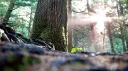 Isère : un octogénaire meurt écrasé par un arbre lors d'une sortie bûcheronnage