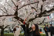 Kyoto annonce la pleine floraison des cerisiers, le Japon célèbre le hanami