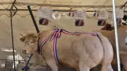 La 43e foire concours de Langogne couronne une génisse croisée du Gaec Brunel