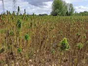 La Chambre d'agriculture organise une rencontre sur la diversification des viticulteurs