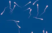 L'abstinence sexuelle altère la qualité des spermatozoïdes, révèle une étude