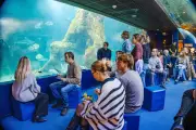 L'Aquarium de Biarritz propose une expérience unique : dîner avec les requins en 2026