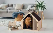 L'architecture invisible du chat : comment il structure son territoire domestique