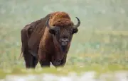 Le bison d'Europe : un retour spectaculaire mais fragile après l'extinction