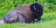 Le bison fait son retour sur les terres autochtones au Canada