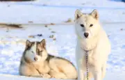 Le Chien du Groenland : une merveille d'adaptation au froid extrême de l'Arctique