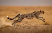 Le guépard : une vitesse record mais une survie menacée