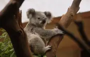 Le koala, un exemple de résilience génétique face au risque d'extinction
