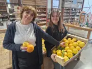Le Lot-et-Garonne mise sur les agrumes avec « Le Zeste du 47 » pour s'adapter au climat