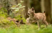Le retour du lynx boréal en Europe : une recolonisation fragile mais prometteuse