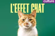 « L’Effet chat » : un podcast décrypte notre fascination pour les félins