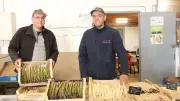 Les asperges de Camargue célèbrent une récolte prometteuse malgré les pluies