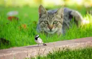 Les chats domestiques, prédateurs d'oiseaux : solutions pour une cohabitation équilibrée