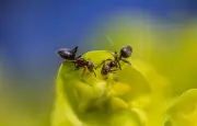 Les fourmis : comment leur signature chimique unique assure la cohésion sociale