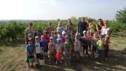 Les jeunes élèves des Amandiers découvrent la vendange dans les vignes