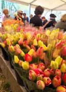 Les Lions Clubs mobilisés contre le cancer avec la vente de tulipes à Morcenais