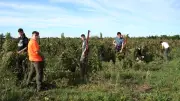 Les lycéens de Marie-Durand vendangent à la main au domaine de Donadille