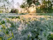 Les microbes nasaux pourraient combattre les allergies respiratoires saisonnières