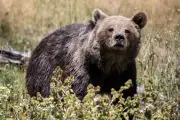 Les ours prospèrent dans les Pyrénées mais la consanguinité inquiète
