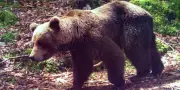 Les ours prospèrent dans les Pyrénées mais leur diversité génétique s'érode