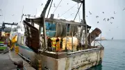 Les pêcheurs sétois innovent pour sauver les derniers chalutiers de Méditerranée