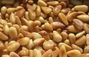 Les pignons de pin : une mine nutritionnelle aux multiples bienfaits pour la santé