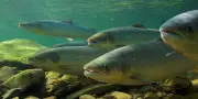 Les poissons migrateurs d'eau douce, espèces parmi les plus menacées au monde