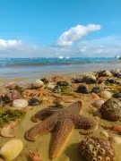 Les vagues de chaleur extrêmes bouleversent les écosystèmes : jusqu'à 75% des espèces affectées