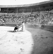 L'Histoire Oubliée des Arènes de Bordeaux : Des Courses de Bœufs à la Tragédie du Bouscat