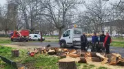 Lodève : une quinzaine de marronniers abattus au parc municipal après la tempête Nils