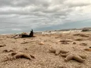 Loire-Atlantique : des échouages massifs d'étoiles de mer après les crues