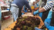 L'Oursinade de Sète : 70 000 oursins dégustés malgré le froid piquant