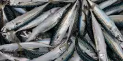 L'UE augmente les quotas de pêche au maquereau malgré les alertes scientifiques sur l'espèce