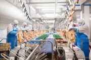 Maïsadour modernise son abattoir de Gibret pour doubler la production de canards en Chalosse