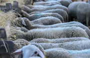 Moselle : enquête sur un élevage après la découverte de moutons morts entassés