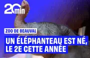 Naissance exceptionnelle d'une deuxième femelle éléphant d'Afrique au Zoo de Beauval