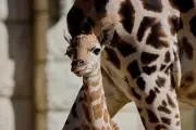 Naissance exceptionnelle d'une girafe au zoo de la Palmyre : Justine, une femelle en pleine santé